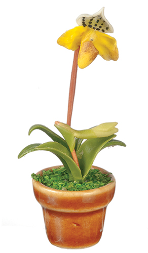 Paphiopedilum Orchid